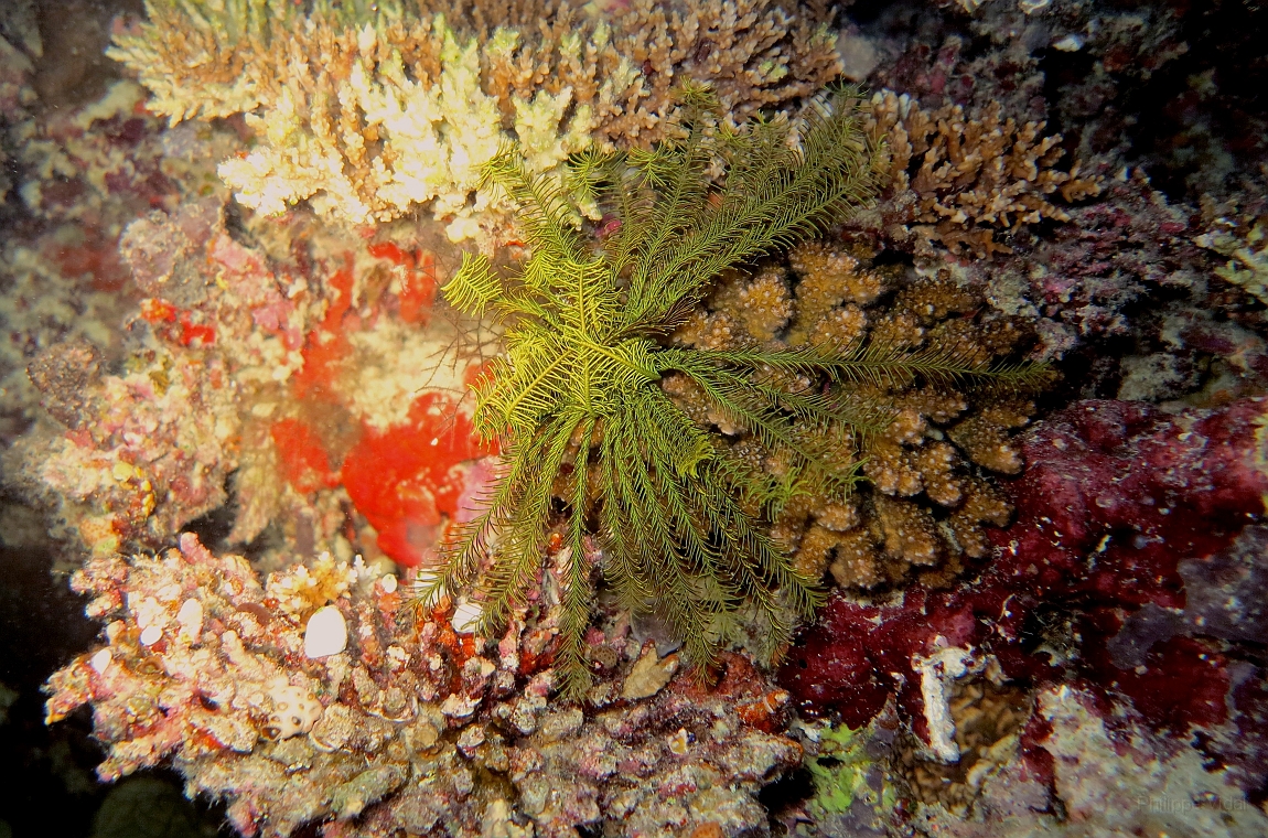 IMG_0792rf_Maldives_Madoogali_Plongee 7_House reef_Crinoide.jpg